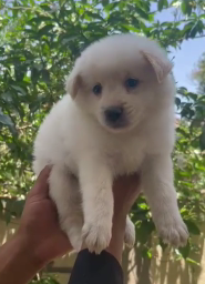 Order Female Pomeranian Puppy from Vizag